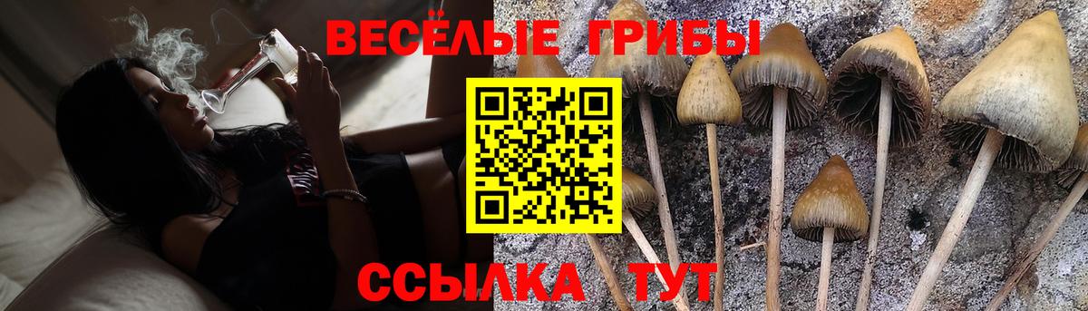Галлюциногенные грибы Cubensis Приморско-Ахтарск